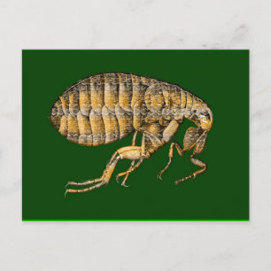 PUCE POSTCARD