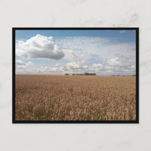 Puck (Poland) Postcard