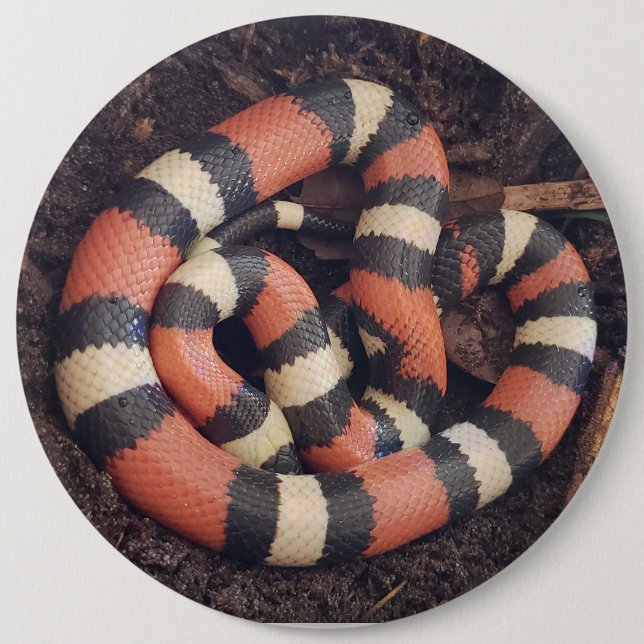 Pueblan Milk Snake 6 Cm Round Badge (Front)