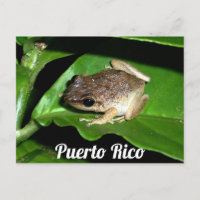 Puerto Rican Coqui Frog