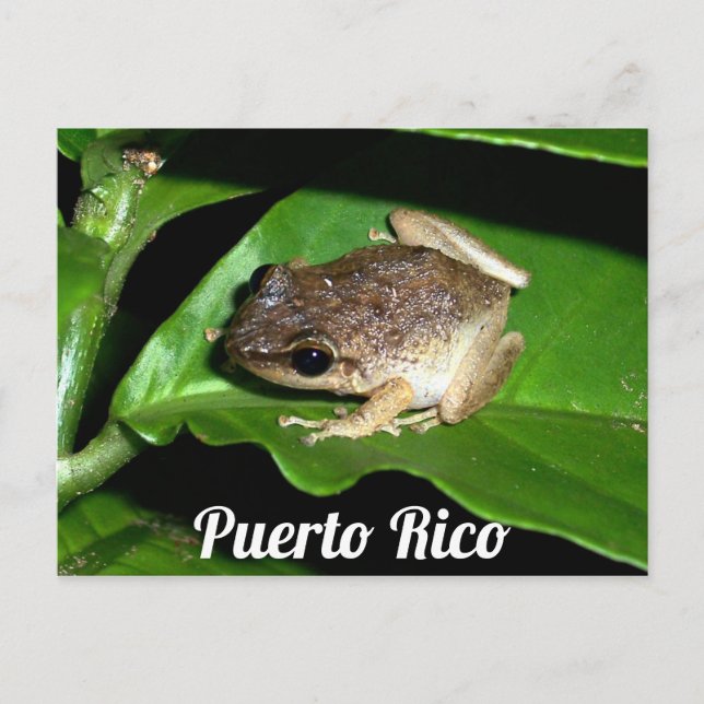 Puerto Rican Coqui Frog Postcard (Front)
