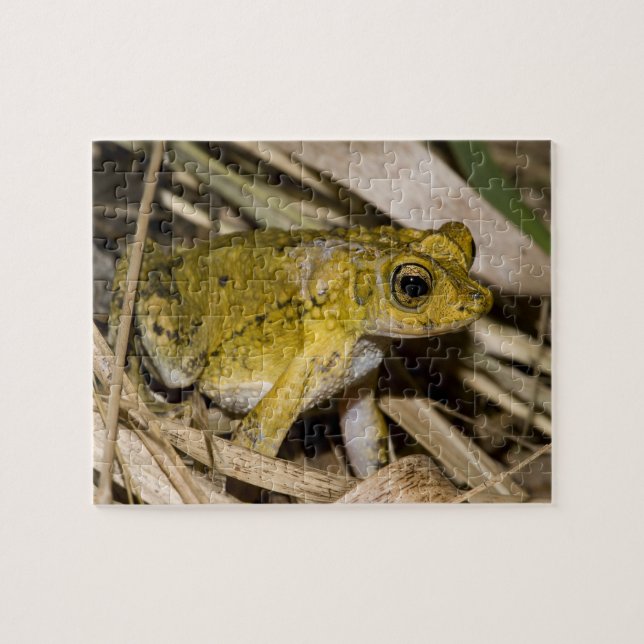 Puerto Rican Crested Toad Jigsaw Puzzle (Horizontal)