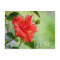 Puerto Rico hibiscus flower postcard