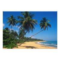 Puerto Rico, Isla Verde, palm trees.