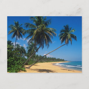 Puerto Rico, Isla Verde, palm trees. Postcard