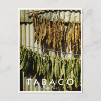 Puerto Rico Tobacco Drying 1942 Vintage