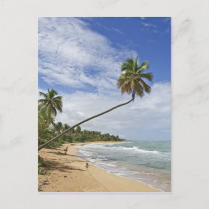 Puerto Rico. Tres Palmitas Beach Puerto Rico Postcard