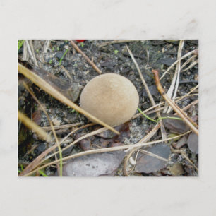 Puffball OBX Postcard