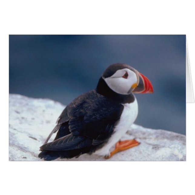 Puffin (Front Horizontal)