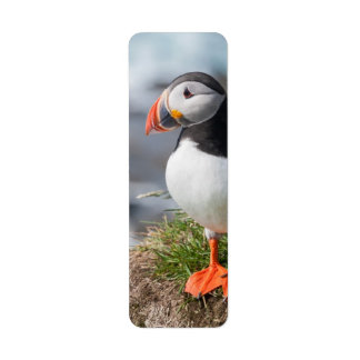 Puffin