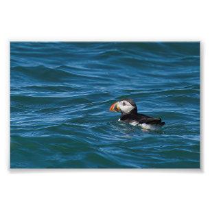 Puffin at sea photo print