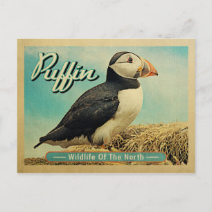 Puffin Bird - Wildlife of the North Postcard