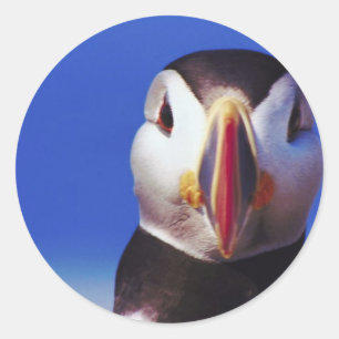 Puffin Close-Up Classic Round Sticker