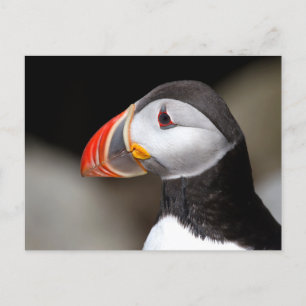 Puffin Close-up Photo Postcard