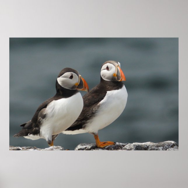 Puffin Duo Poster (Front)