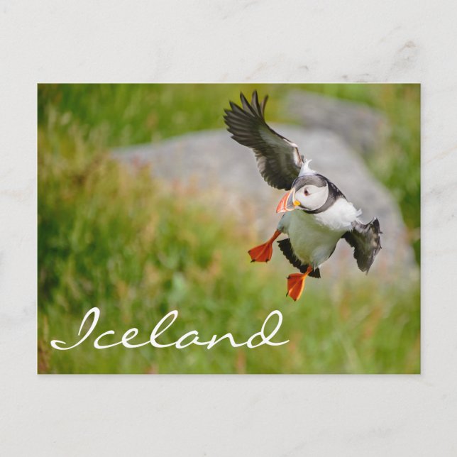 Puffin flying in Iceland Postcard (Front)