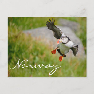 Puffin flying in Norway postcard