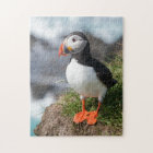 Puffin  Fratercula arctica  at Látrabjarg  Iceland