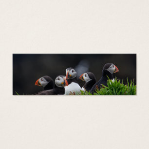 Puffin Gang Profile Card
