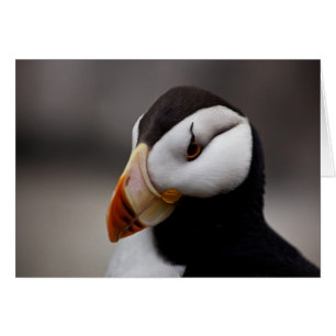 Puffin Horned 9028