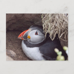 Puffin in a Burrow Postcard