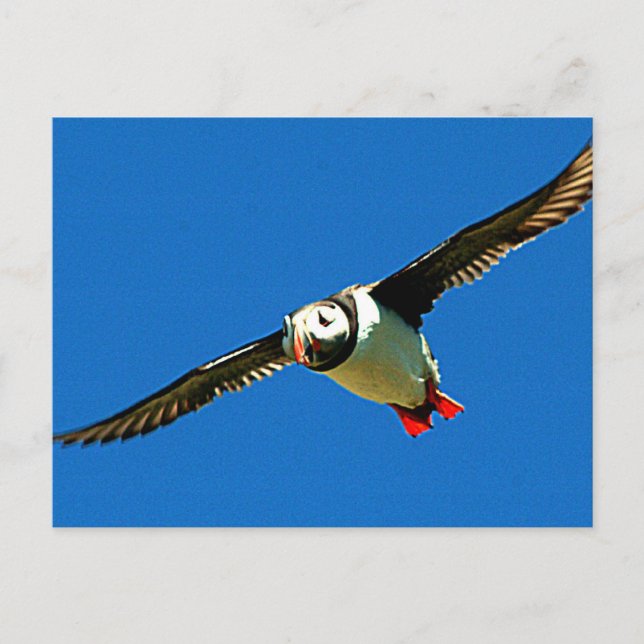 Puffin in flight postcard (Front)