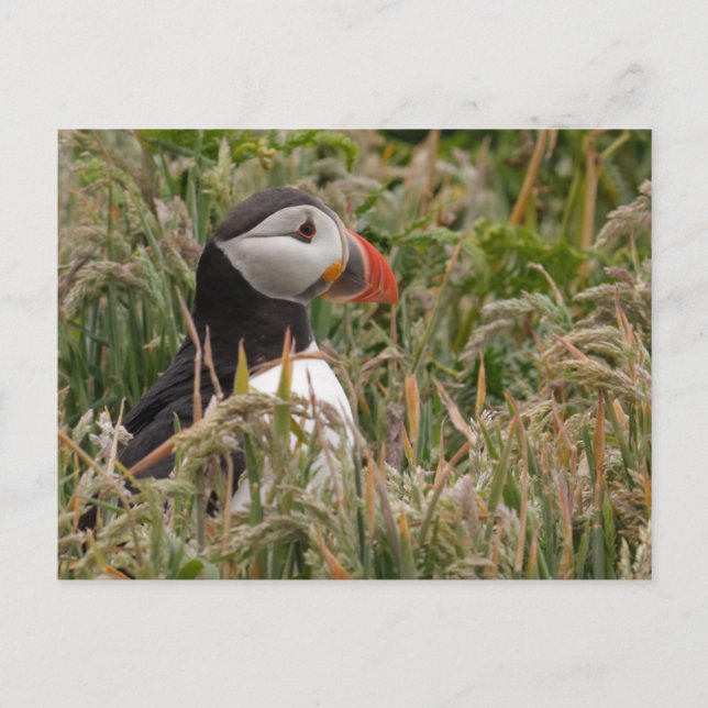 Puffin in Grass Postcard (Front)