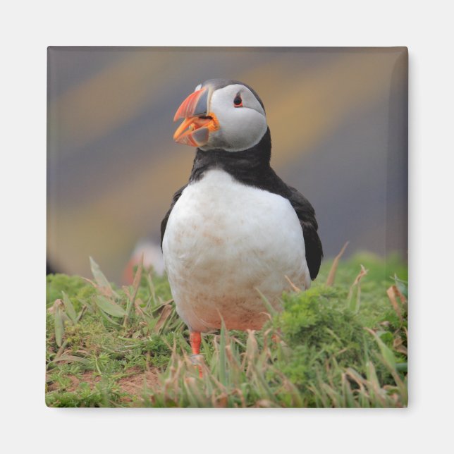 Puffin Magnet (Front)