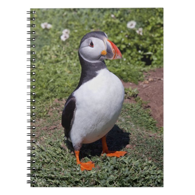 Puffin Notebook (Front)