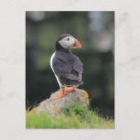 Puffin on a Rock