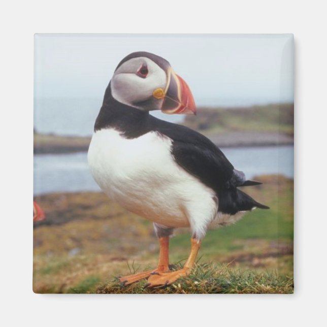 Puffin Perched Magnet (Front)