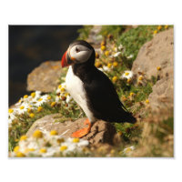 Puffin