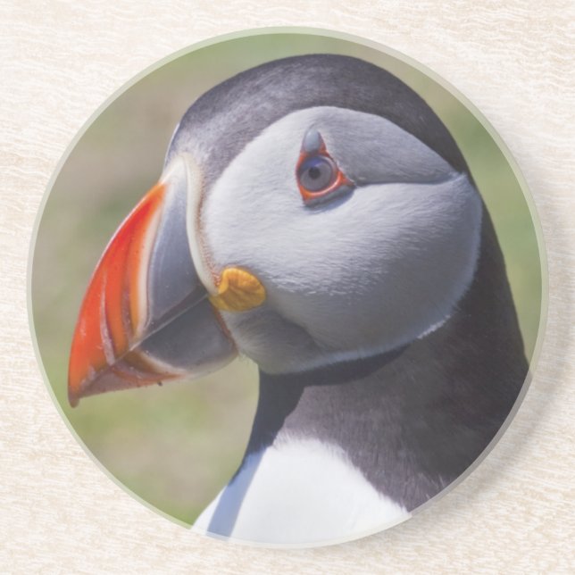 Puffin Portrait Coaster (Front)