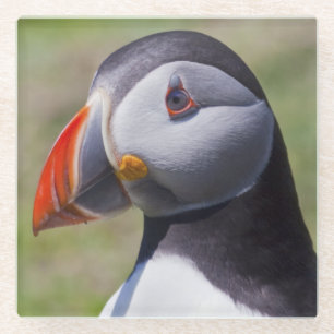 Puffin Portrait Glass Coaster