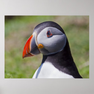 Puffin Portrait Print