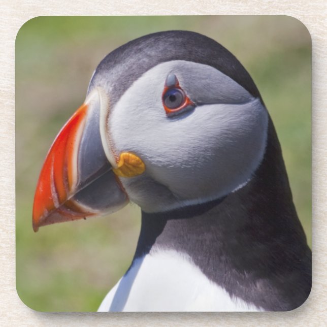 Puffin Portrait Set of 6 Coasters (Front)