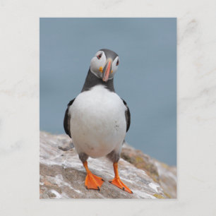 Puffin Pose Postcard