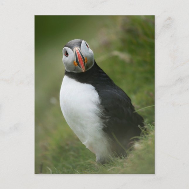 Puffin postcard (Front)
