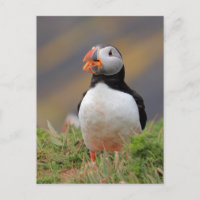 Puffin