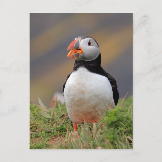 Puffin Postcard (Front)
