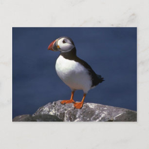 Puffin Postcard