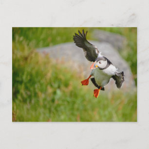Puffin postcard