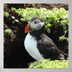 Puffin Poster