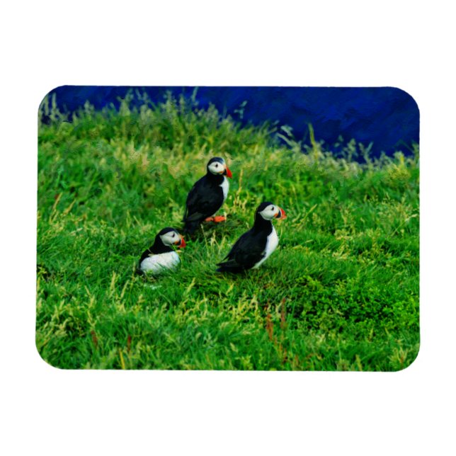  Puffins  Magnet (Horizontal)