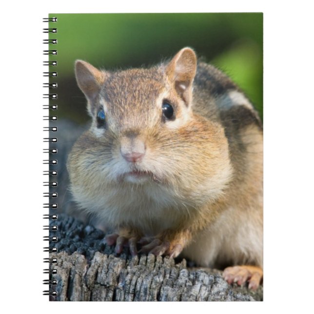 Puffy Cheeked Chipmunk Spiral Notebook (Front)