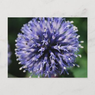 Puffy Purple Flower! Postcard