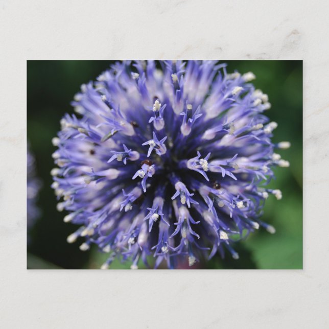 Puffy Purple Flower! Postcard (Front)