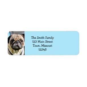 Pug