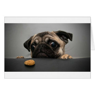 Pug