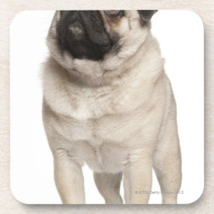 Pug (13 months old) looking up coaster
